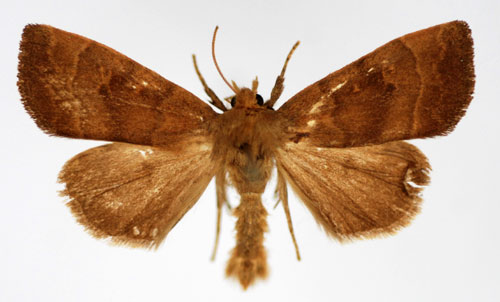 Aspvecklarfly Ipimorpha contusa