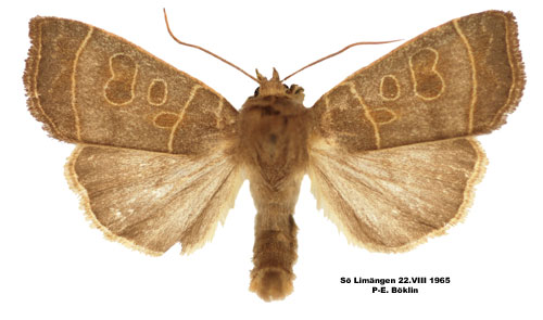 Poppelvecklarfly Ipimorpha subtusa