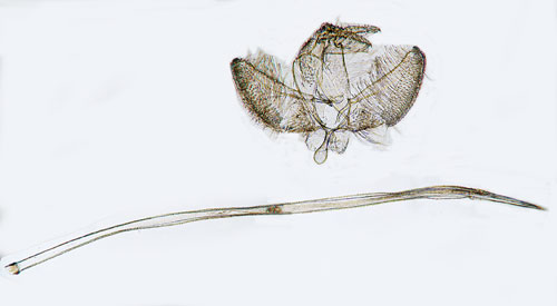 Sltterblommemal Kessleria fasciapennella