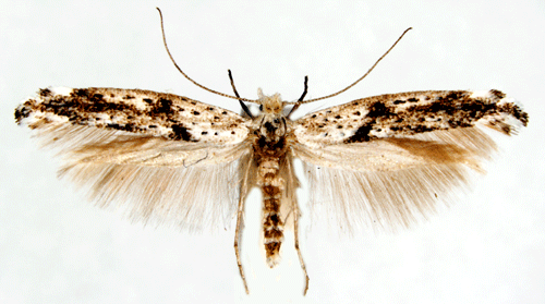 Sltterblommemal Kessleria fasciapennella