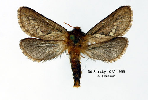 Lerfrgad rotfjril Korscheltellus lupulinus