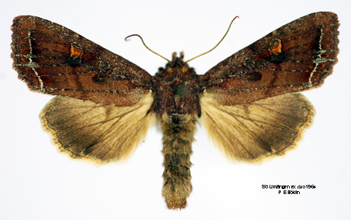 Grnsaksfly Lacanobia oleracea