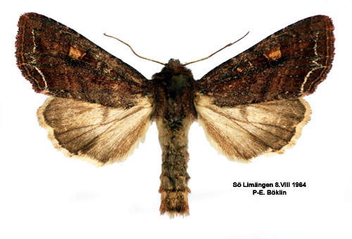 Grnsaksfly Lacanobia oleracea
