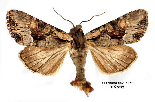 Blbrslundfly Lacanobia w-latinum