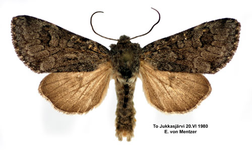Lappfjllfly Lasionycta skraelingia