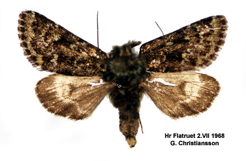 Hgnordiskt hedfly Lasionycta staudingeri