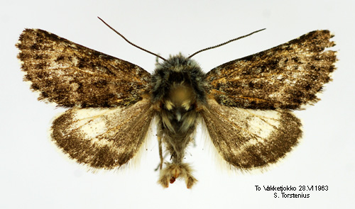 Hgnordiskt hedfly Lasionycta staudingeri