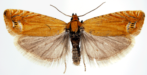 Johannesrtvecklare Lathronympha strigana