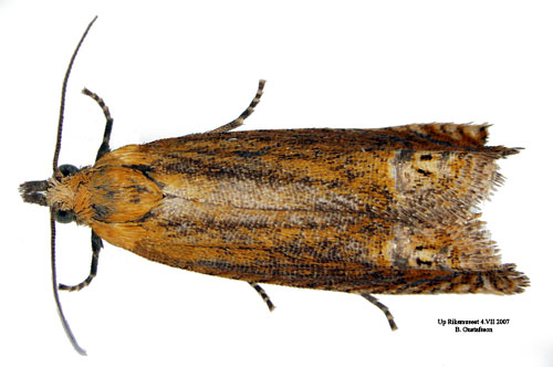 Johannesrtvecklare Lathronympha strigana