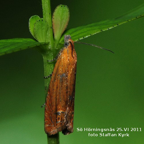 Johannesrtvecklare Lathronympha strigana