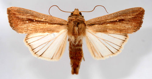 Migrantgrsfly Leucania loreyi