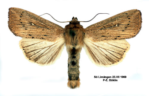 Prickgrsfly Leucania obsoleta