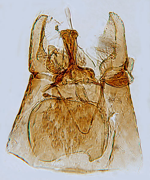 Gullregnsmal Leucoptera laburnella