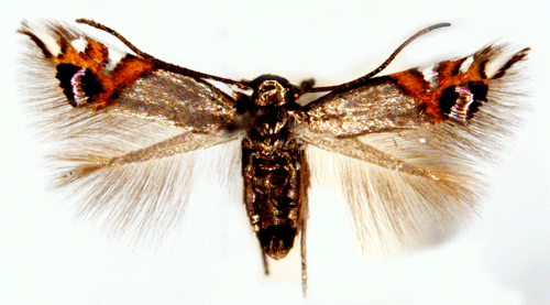 Johannesrtpuckelmal Leucoptera lustratella
