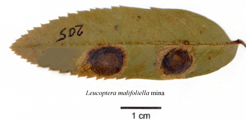 Apelpuckelmal Leucoptera malifoliella