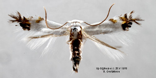 Gkrtspuckelmal Leucoptera orobi