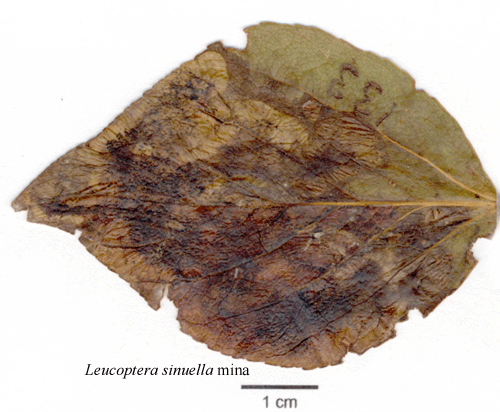 Asppuckelmal Leucoptera sinuella