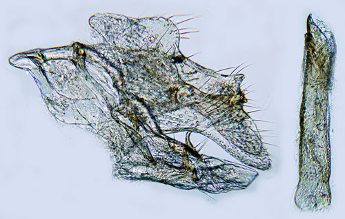 Grbostyltmal Leucospilapteryx omissella