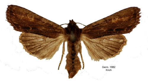 Asktrfly Lithophane semibrunnea