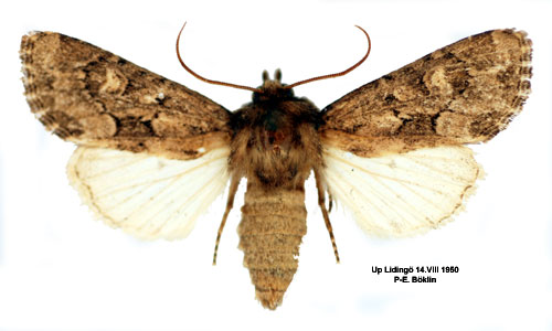 Grsrotsfly Luperina testacea