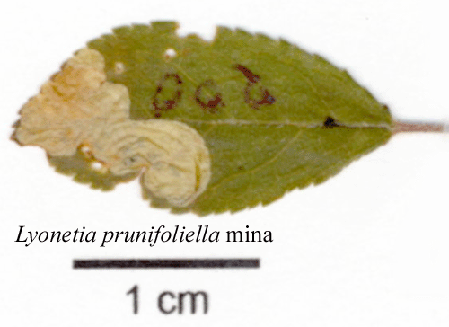 Slnlansettmal Lyonetia prunifoliella