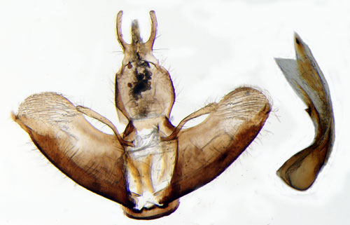Hedsotmal Lypusa maurella