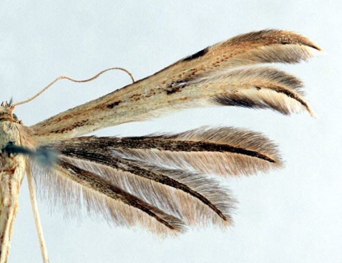 Sptistelfjdermott
 Calyciphora albodactylus