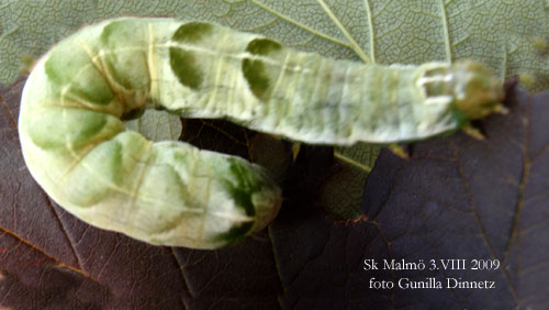 Vitflckigt lundfly Melanchra persicariae