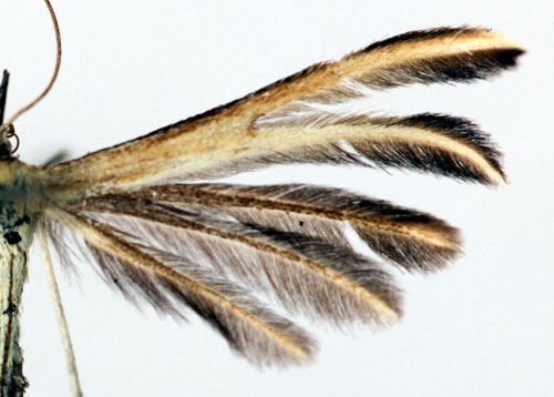 Radsprtat timjanfjdermott
 Merrifieldia tridactyla
