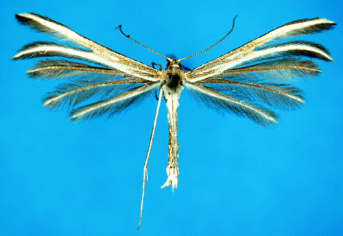 Linjesprtat timjanfjdermott Merrifieldia leucodactyla