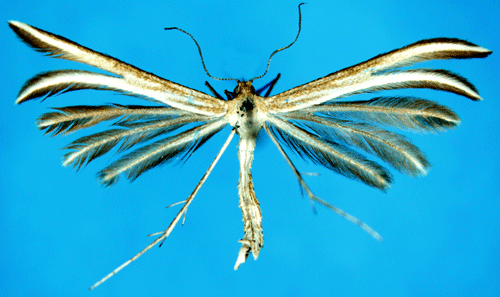Flcksprtat timjanfjdermott Merrifieldia tridactyla