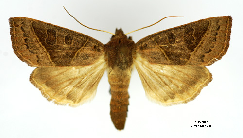Krypvidefly Mesogona oxalina