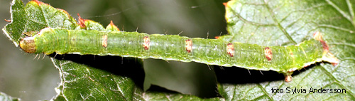Hallonfltmtare Mesoleuca albicillata