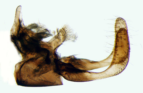 Barrskogskkmal Micropterix aureatella
