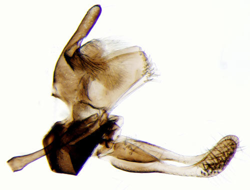 Krrkkmal Micropterix calthella