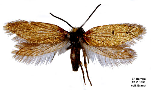 Krrkkmal Micropterix calthella