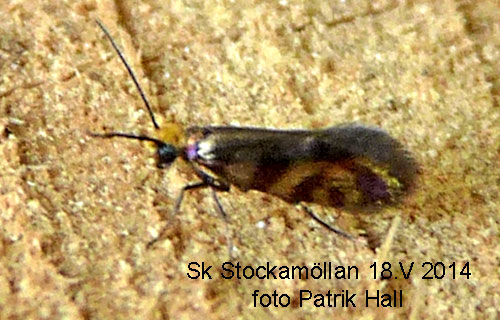 Lvskogskkmal Micropterix tunbergella