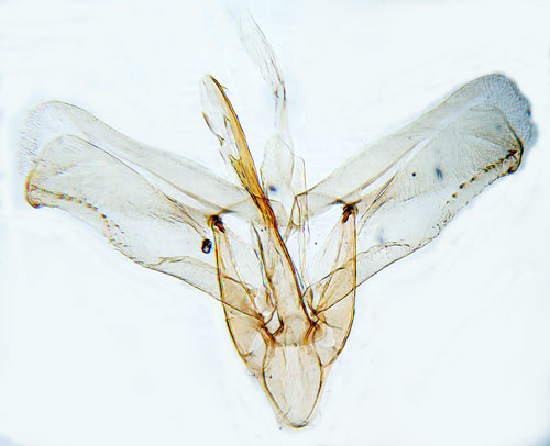 Gkrtstyltmal Micrurapteryx gradatella