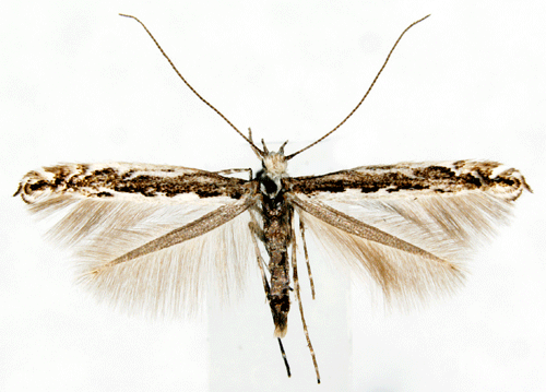 Gkrtstyltmal Micrurapteryx gradatella
