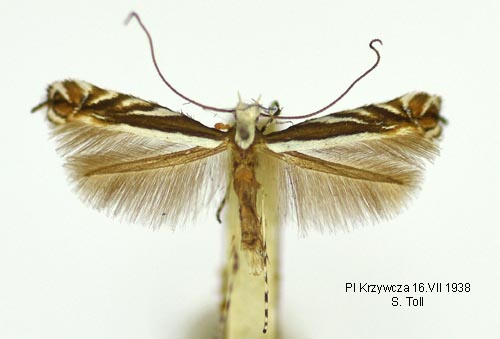 Gkrtstyltmal Micrurapteryx kollariella