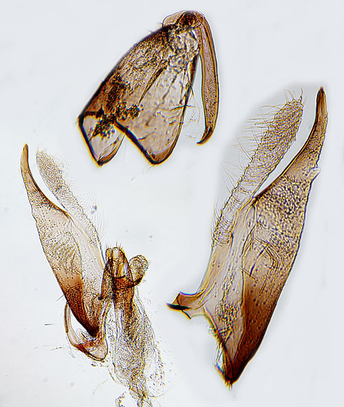 Punktbrokmal Mompha langiella