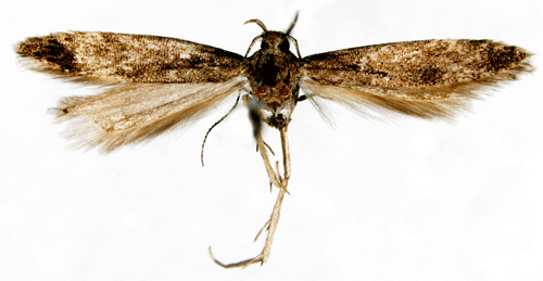 Motflcksdystermal Monochroa elongella