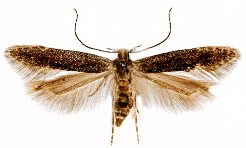 Pilrtsdystermal Monochroa hornigi