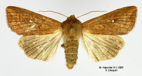 Vitpunktsgrsfly Mythimna albipuncta