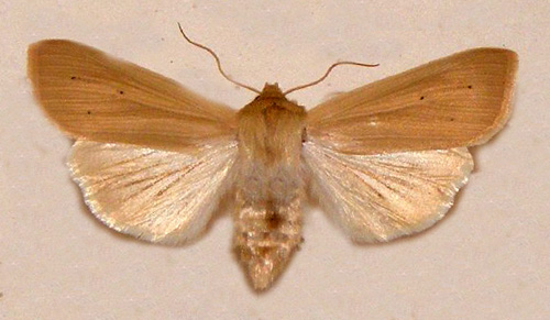 Saltngsgrsfly Mythimna favicolor