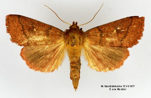 Rdbrunt grsfly Mythimna turca