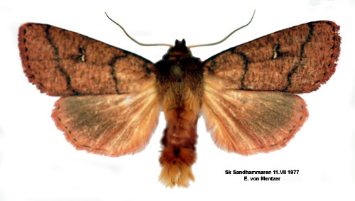 Rdbrunt grsfly Mythimna turca