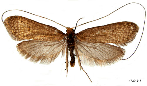 Bokantennmal Nematopogon adansoniella