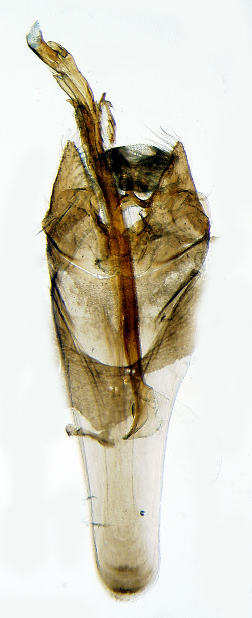 Dvrgbjrksantennmal Nemophora belella