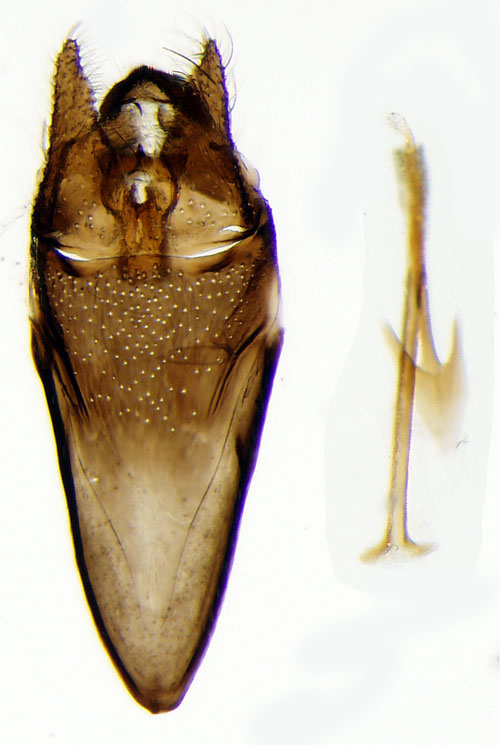 Krrantennmal Nemophora minimella